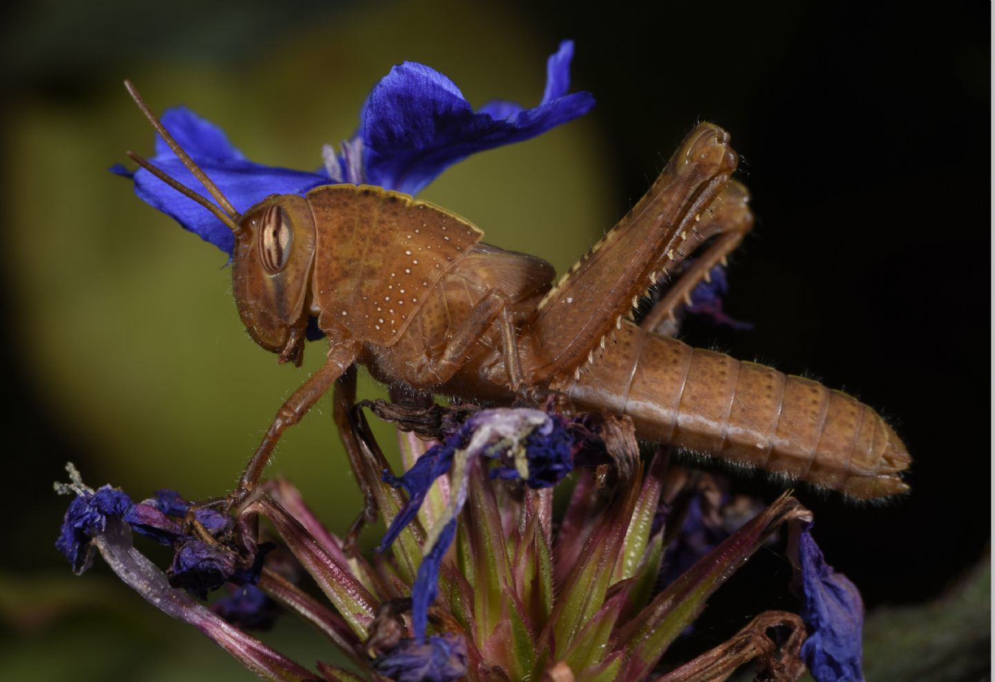 Ninfa di Anacridium aegyptium